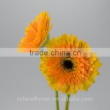 Classic and pretty export wholesale tropical gerbera flowers wholesale tropical flowers with 20stems/bundle from Yunnan, China