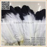 Stock!White Large 25-30cm Turkey Feather