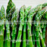 New Crop IQF Frozen Green Asparagus Whole thumbnail-1