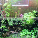 WiFi IOS Android Intelligent Freshwater Fish Live Led Aquarium Light Red and Green Cool White 24inch 180w Sunrise Sunset thumbnail-5