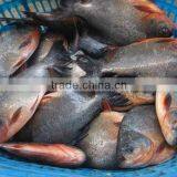 High Quality Frozen Black Pomfret 500-1000g IQF thumbnail-1