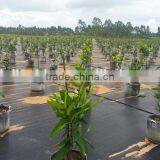 Agrotextile Ground Covers thumbnail-3