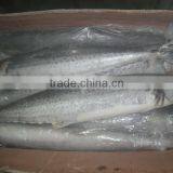 Frozen Spanish Mackerel 300+g thumbnail-1
