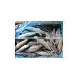 Frozen Bonito Tuna 150-200g thumbnail-1