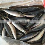 2016 Landing Sea Frozen Mackerel 200-250g thumbnail-5
