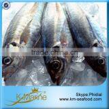 Sea Frozen Inshore Pacific Horse Mackerel thumbnail-1