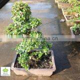 Carmona Microphylla Bosnai Export thumbnail-2