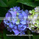 Grade A Fresh Cut Hydrangea Fresh Flower From Kunming thumbnail-1