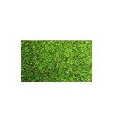 Landscape Turf thumbnail-1