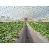 Greenhouse Films thumbnail-1