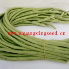 Wide Adaptability Early Maturity Four Seasons Long Green Bean Seeds for Planting thumbnail-2