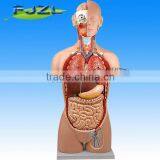 Human Anatomy Torso Model With 18parts,sexless Human Medical Teaching Model thumbnail-1
