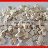 Sea Shell for Terrazzo thumbnail-1