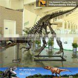 MY Dino-C071 Museum Prehistoric Animal Skeleton Model thumbnail-1