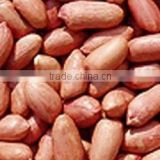 bold peanut kernel suppliers