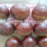 2015 Growth Eating Edible Chinese Chestnuts