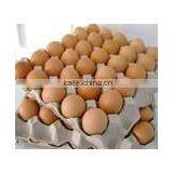 BROWN CHICKEN EGGS thumbnail-3