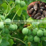 Good Price Jatropha Seed for Cultivation