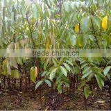 Carambola Fruit Tress Seedling thumbnail-5