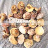 IQF Suillus Granulatus thumbnail-1