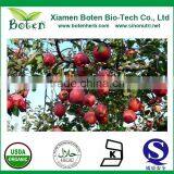 Top quality Phloridzin 4%, 40%, 80%, 90%, 98% Apple Peel Powder Extract