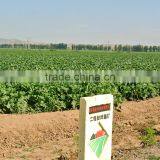 Buy Big Siz BLACK MELON SEEDS thumbnail-3