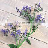 Top Quality Organic Borage Seed Oil From Jilin Baili thumbnail-1