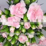 Fresh Cut Flowers of Spray Carnation Flower thumbnail-1