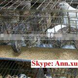 Quail Cage Equipment With All the Accessary thumbnail-1