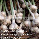 Fresh Garlic thumbnail-6