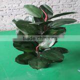 High Imitation Artificial Ficus Elastic Plant thumbnail-5
