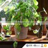 New Designed High Quality Fiberglass Planters Wholesale _ GreenShip thumbnail-4