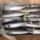 2016 New Frozen Bonito Tuna 200-300g thumbnail-2