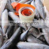 Frozen Bonito 100-200g (BQF) thumbnail-1