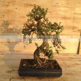 Portulacaria Afra ( Jade Plant) Bonsai S Shape thumbnail-4