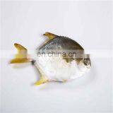 Frozen Golden Pomfret W/R