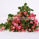 Colorful Sprayed Rose High Quality Fresh Cut Rose Flower thumbnail-5