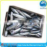 New Frozen Whole Pacific IQF BQF Mackerel on Sale thumbnail-5