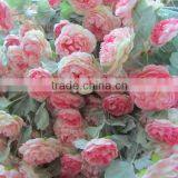 Silk Ranunculus Bunch 5heads