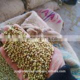 Fresh Coriander thumbnail-3