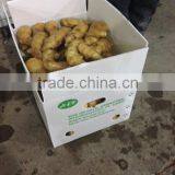100g+ Fresh Ginger In 7kg PVC Carton thumbnail-2
