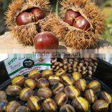 Bulk Chinese Chestnuts for Sale thumbnail-6