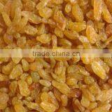 New Crops Natural Seedless Golden Raisins thumbnail-3