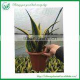 Gloden Frame Sansevieria Nursery thumbnail-3