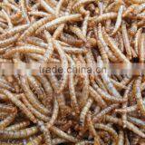High Quality Low Price Good Performance Mealworms Chicken Feed thumbnail-4