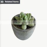 Hot Sale Mini Succulent Plants for Home and Garden Decoration thumbnail-2