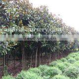Magnolia Grandiflora Big Nursery thumbnail-1
