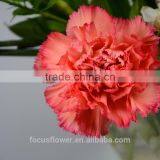 Natural Fresh Cut Carnation Type Carnation Malaysia From Kunming thumbnail-5