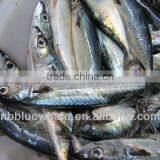 Frozen Seafood Whole Round Mackerel on Sale Hot