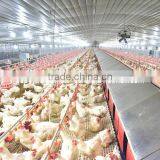 High Quality Automatic Poultry Equipment for Breeder House